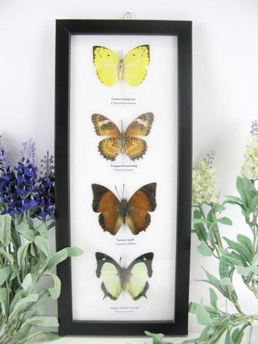 Vrais beaux papillons - vrais,