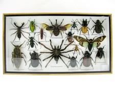 Insectes 3D - exotiques réel