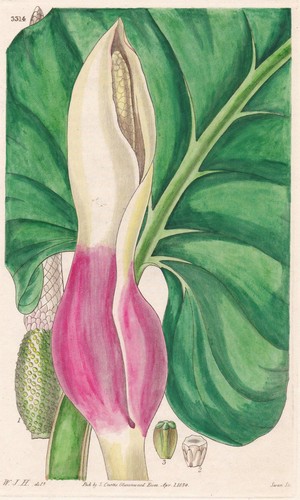 Caladium fragrantissimum - caladium,