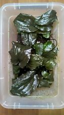 Cryptocoryne Lingga 9 ( Rare Aquatic Plant / Plante Aquatique / Aquarium) 