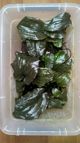 Cryptocoryne lingga rare - cryptocoryne,