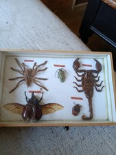 entomologie collection
