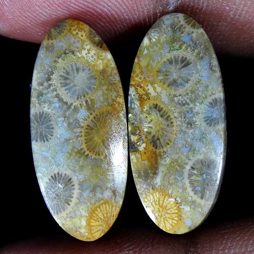 Paire ovale corail - , fossile