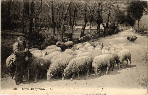 Cpa berger des pyrénées - berger,