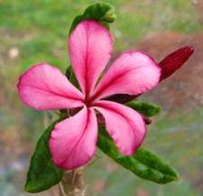 Pachypodium succulentum -