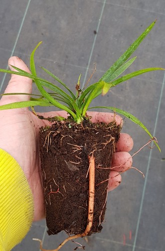Yucca treculeana - , ×