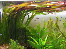 vallisneria gigantea  2 pieds