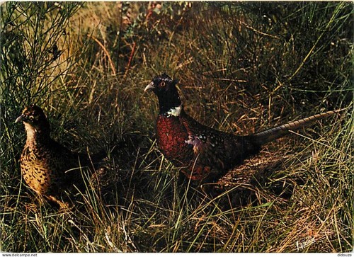 Carte postale animaux - carte,
