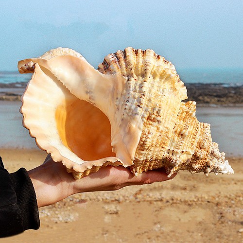 Grand conque naturel - conque, mer