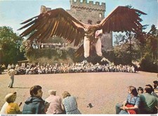 Animaux - Oiseaux - Rapaces - Vautour Oricou - Volerie des Aigles - Château de K