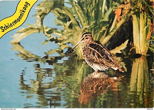 Carte postale animaux - carte,