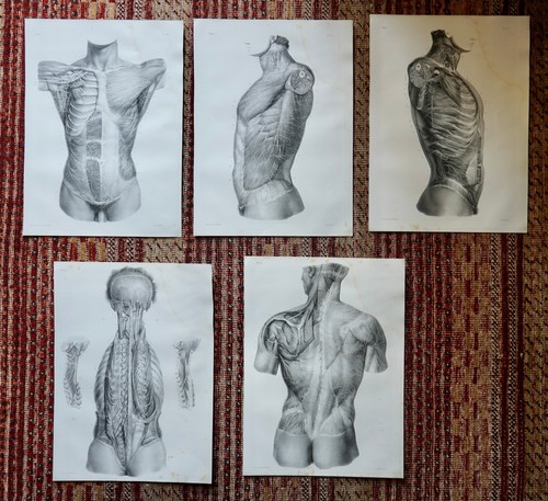 Anatomie medecine bourgery - medecine, 5