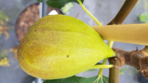 Ficus carica goutte - ficus, 'goutte
