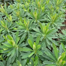 Euphorbia x martinii –