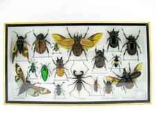 Insectes 3D - exotiques réel