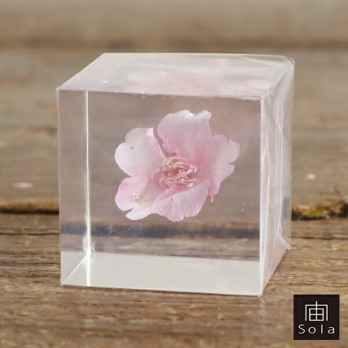 Sola cube sakura modèle - cube, (modèle