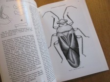  ENTOMOLOGY REVISION DIOCLERUS