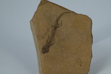 Salamandre fossile Apateon Pedestris Permien Palatinat Rhenan Allemagne n2