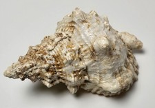 🌊 Conque Bursa Bubo 22 cm