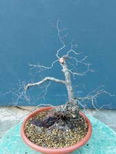 Bonsaï orme champêtre 46 x 16 cm plante articulée livraison gratuite...