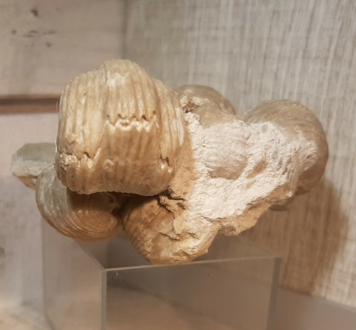 Brachiopode tetrarhynchia - tetrarhynchia, sp