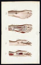 Cabinet curiosité planche