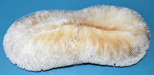 Coral corail bloc - -, de