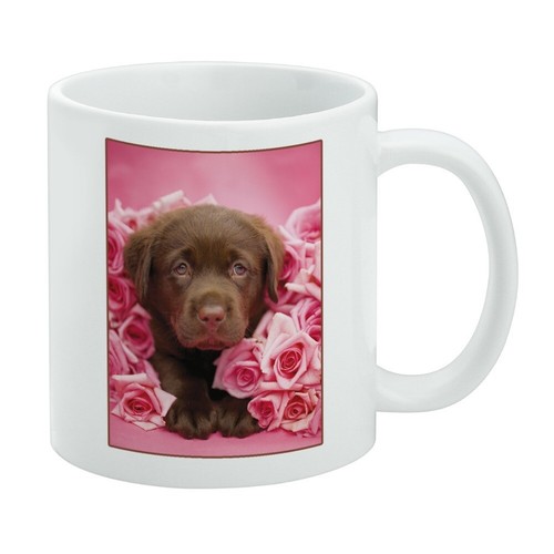 Chocolate labrador retriever - chocolate,