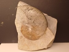 Rare Ammonite Phyllopachyceras