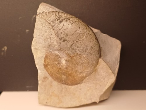 Rare ammonite phyllopachyceras - rare,