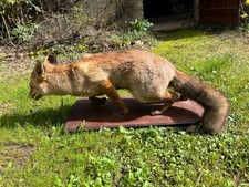 renard naturalisé sur socle