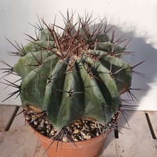 Cactus - ECHINOCACTUS