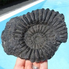 Minerali Grande Ammonite