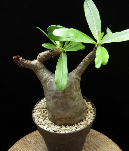 Pachypodium makayense caudex - pachypodium,
