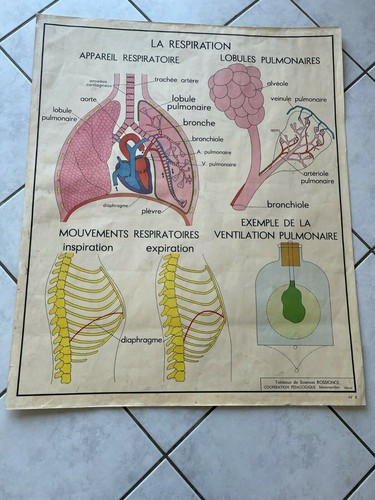 Carte affiche scolaire - affiche,