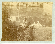 France, Bretagne, la basse