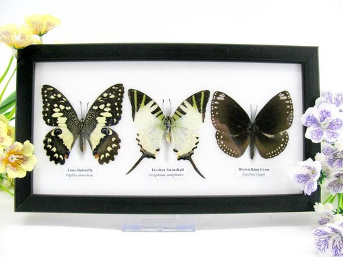 Vrais beaux papillons - 3,
