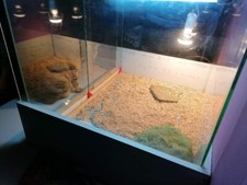 terrarium,reptile avec éclairage UV, lampe chauffante, alimentation et livre
