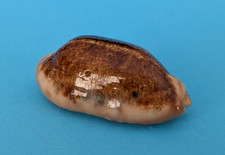 Cypraea caurica caurica niger