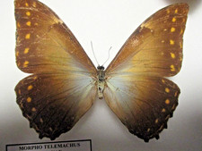Entomologie Morphinae Morpho