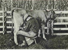 Carte Postale - Animaux -