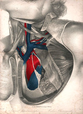 planche anatomique - Jacobus LEBAUDY -  1849's         32 x 24 cm