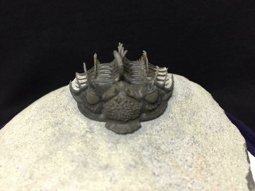 Trilobite scott vergiels - trilobite-scott,