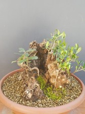 Bonsaï olivier 30 x 30 cm en