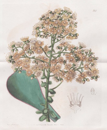 Aeonium youngianum îles - youngianum,