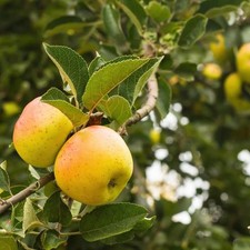 Pommier ancien 'Bonne Hotture'