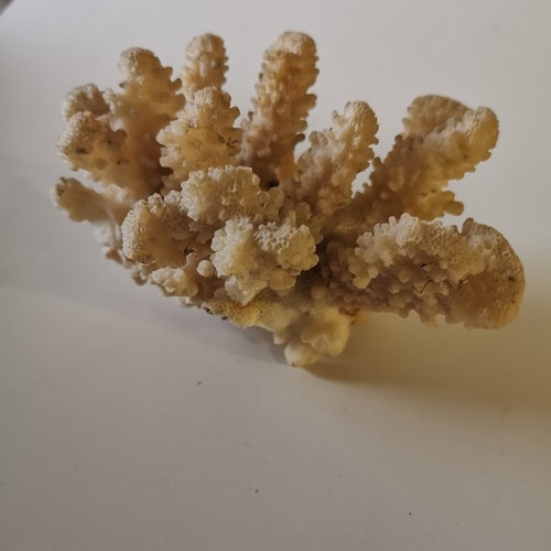 Corail ancien collection - corail,