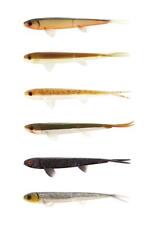 Westin Twinteez Pelagic V-Tail