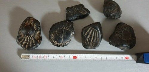 Fossile lot fossiles pierre - lot,