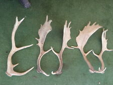 old WILD NATURALLY DEER TROPHY, ANTLERS HORN CARVING CHEW, TAXIDERMY CABIN